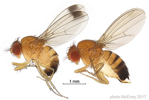 Drosophila suzukii